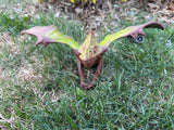1987 He-Man Masters of the Universe MOTU Turbodactyl Action Figure